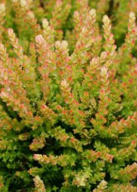 Calluna vulgaris 'Winter Chocolate'